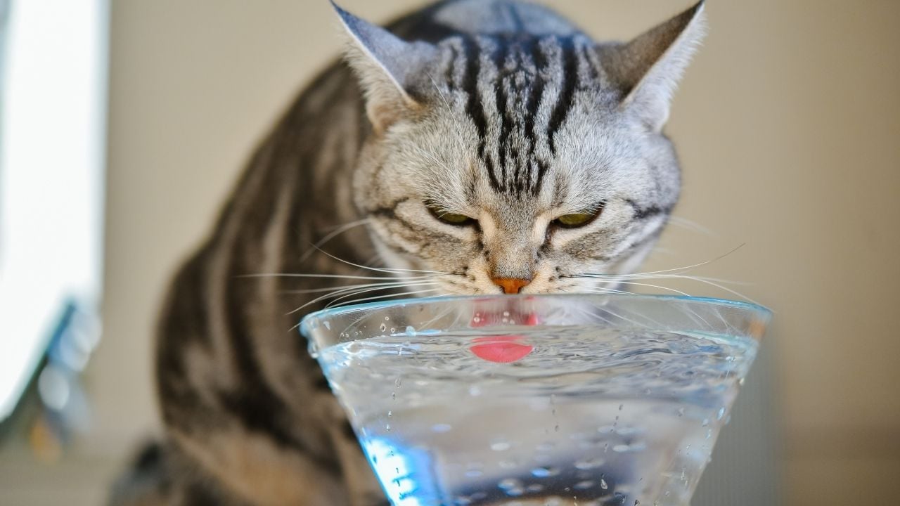 kedi cam kaptan su içiyor