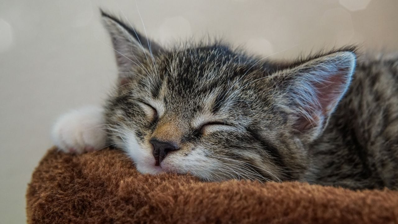 kedi uyuyor
