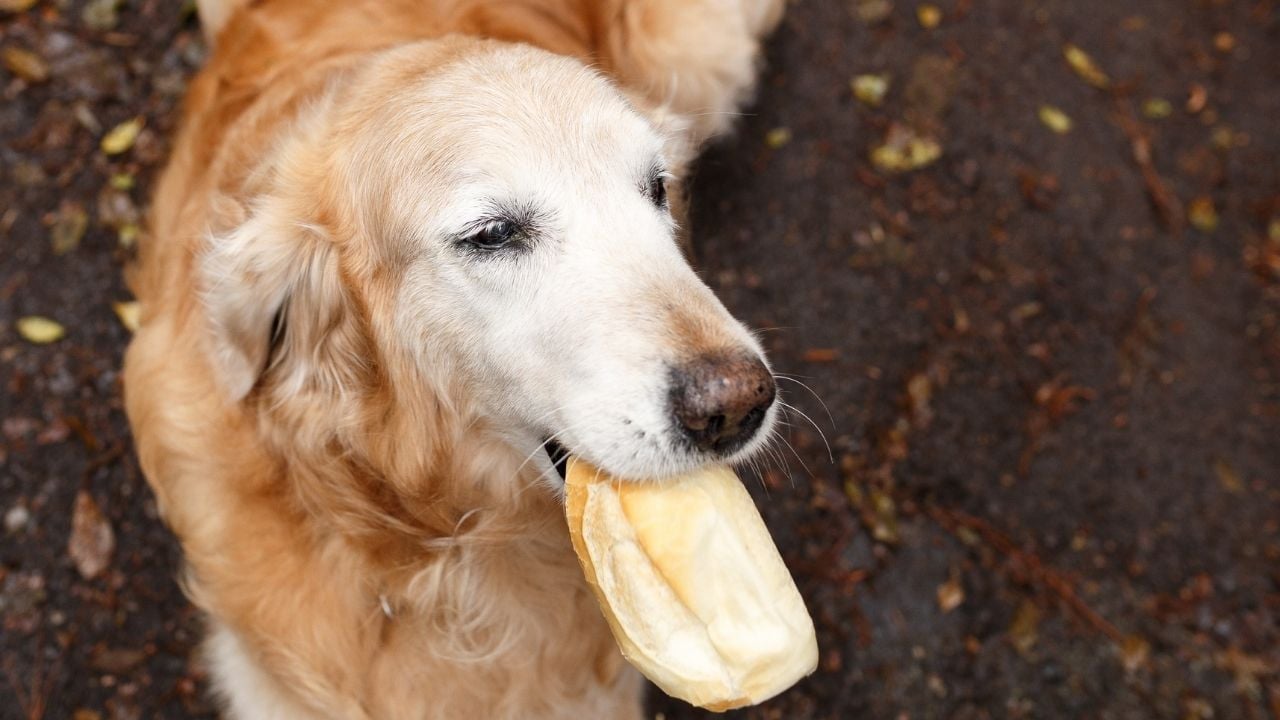köpek ekmek yiyor