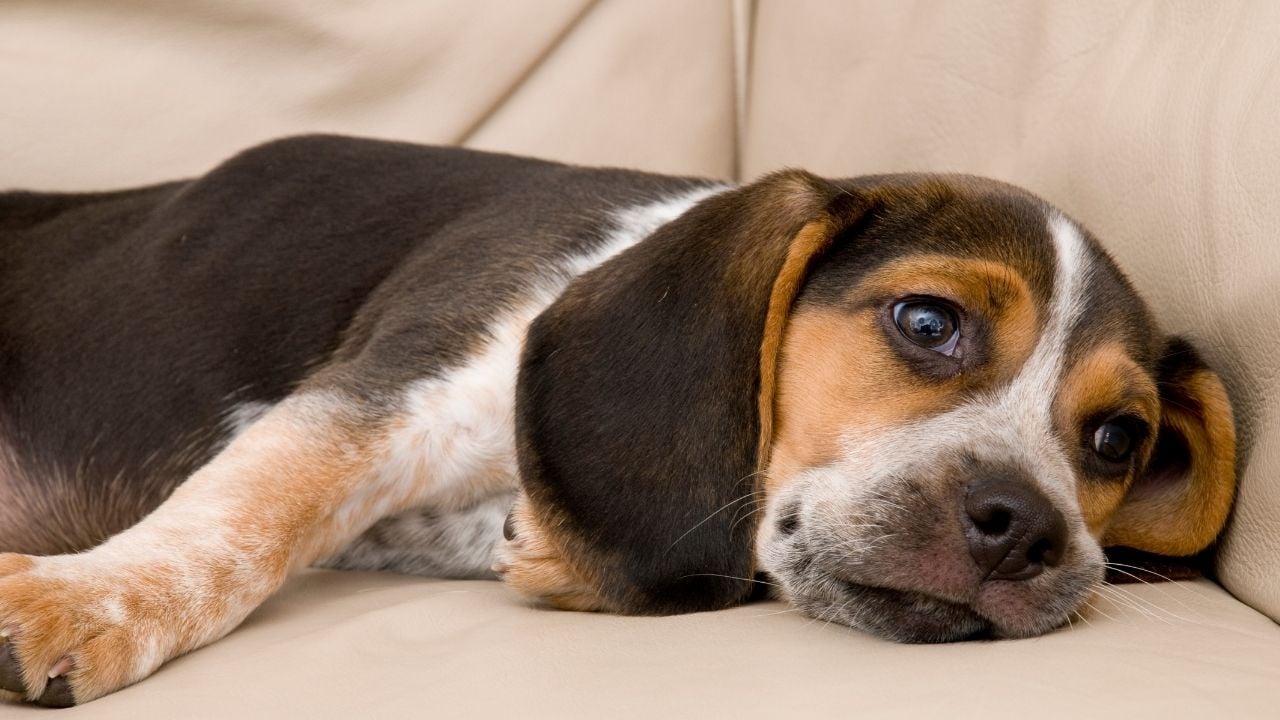 canı sıkılmış köpek yatıyor