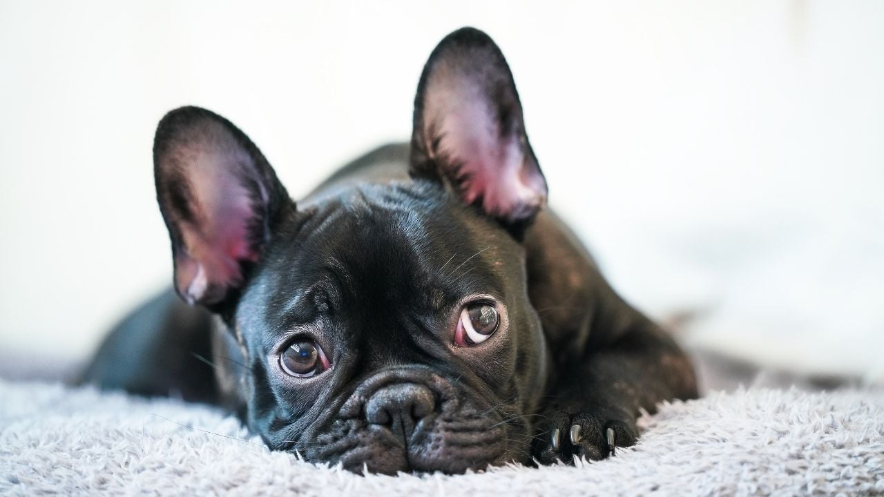 canı sıkılmış french bulldog köpek yatıyor