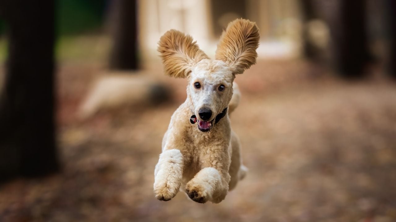 koşan bir köpek