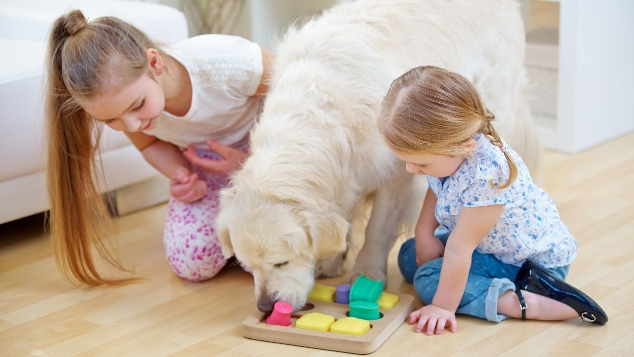 köpek bulmaca oyuncağı ile oynuyor