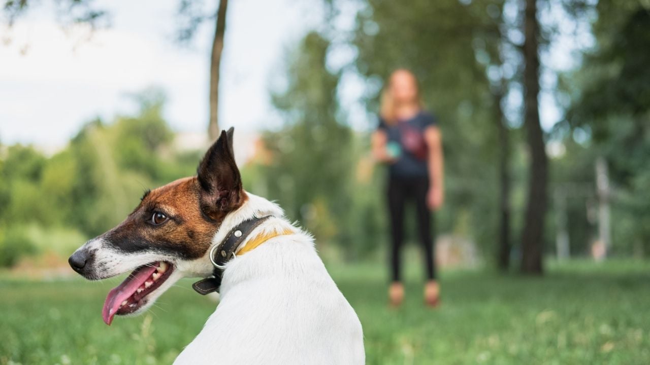köpek eğitimi