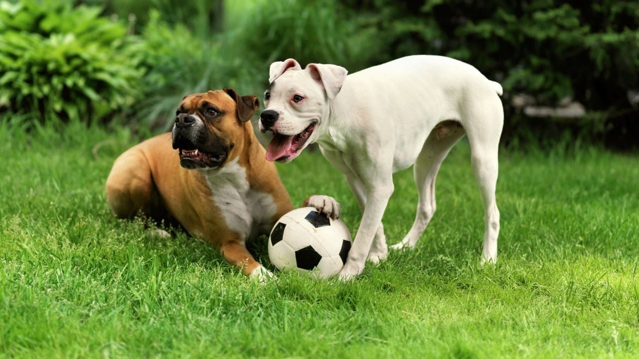 köpekler top oynuyor
