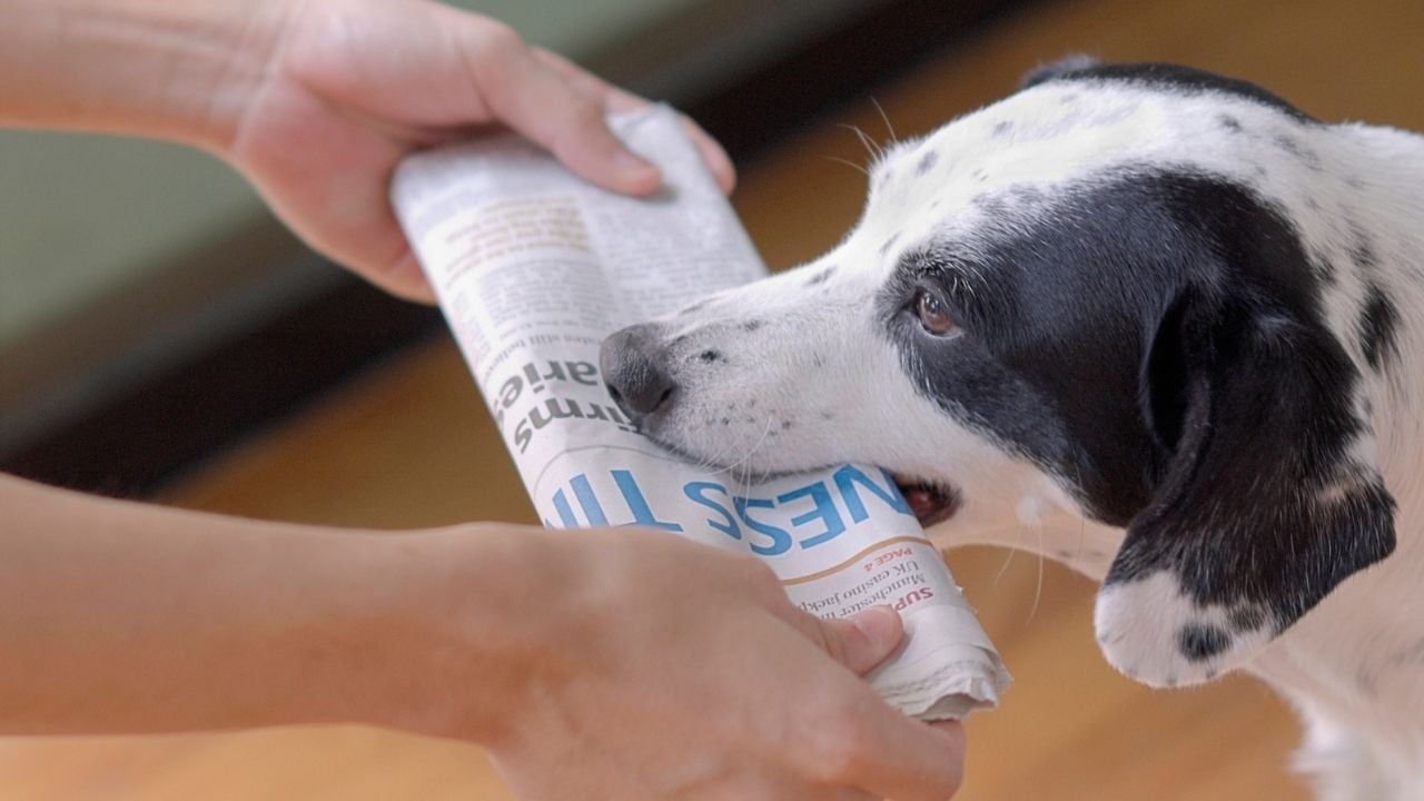 köpek gazete getiriyor