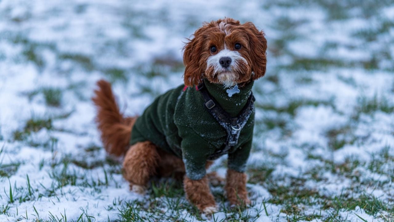 Cavapoo köpek cinsi