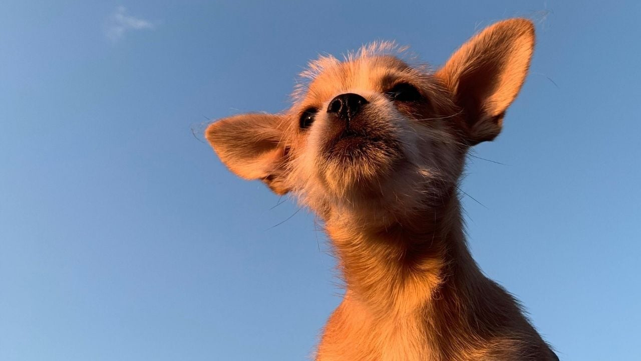 Chorkie köpek cinsi