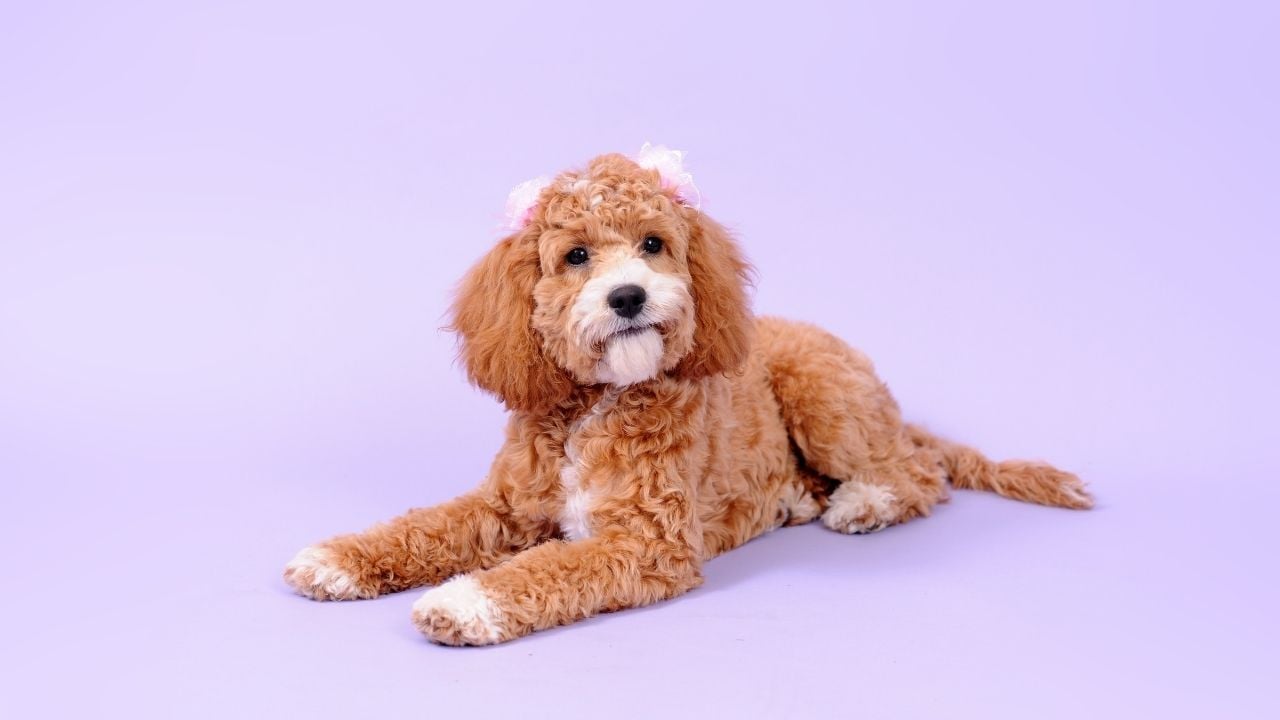 Cockapoo köpek cinsi
