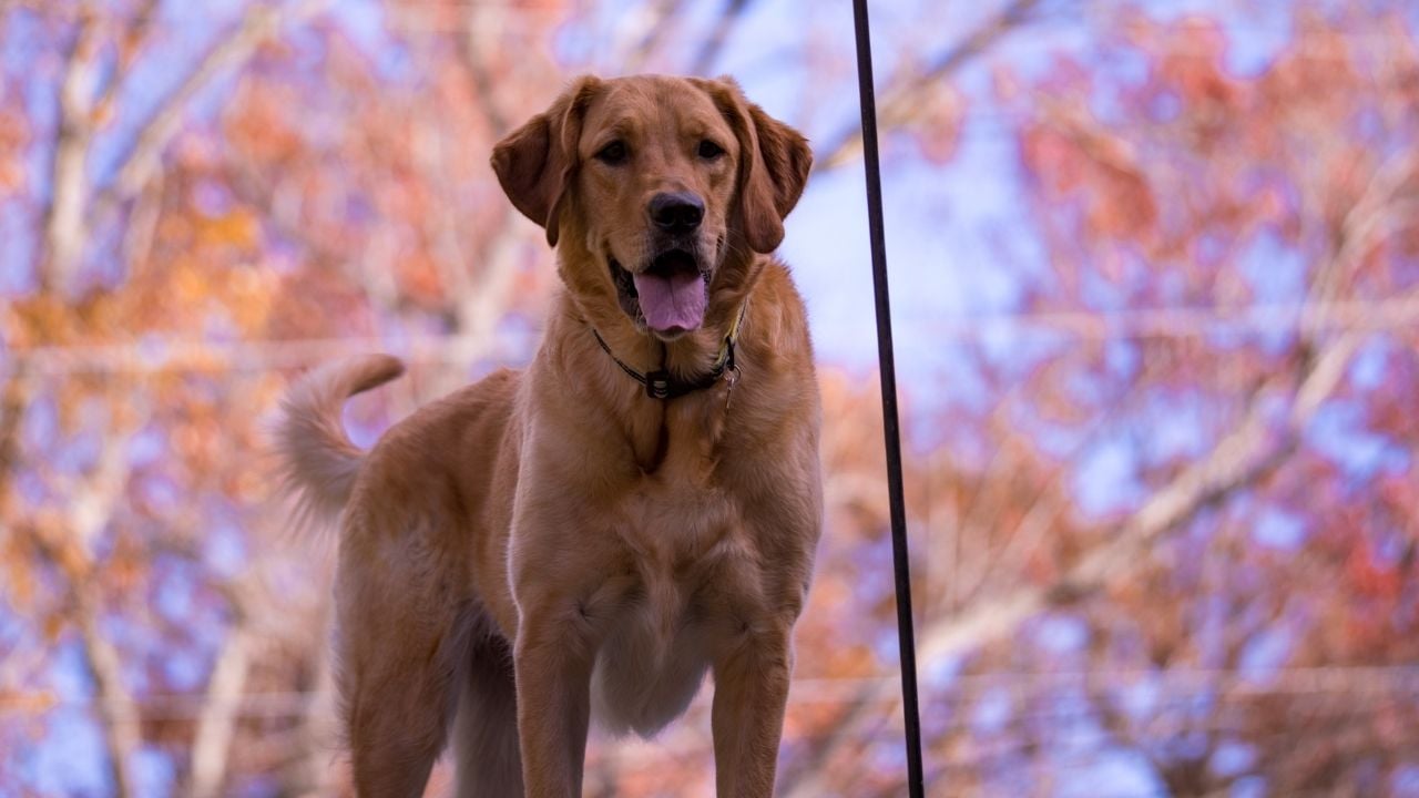 Goldador köpek cinsi