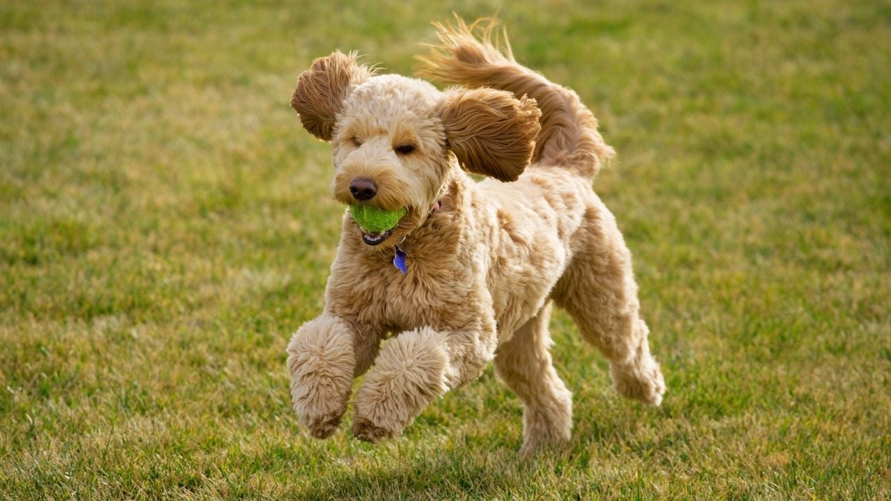 Goldendoodle köpek cinsi