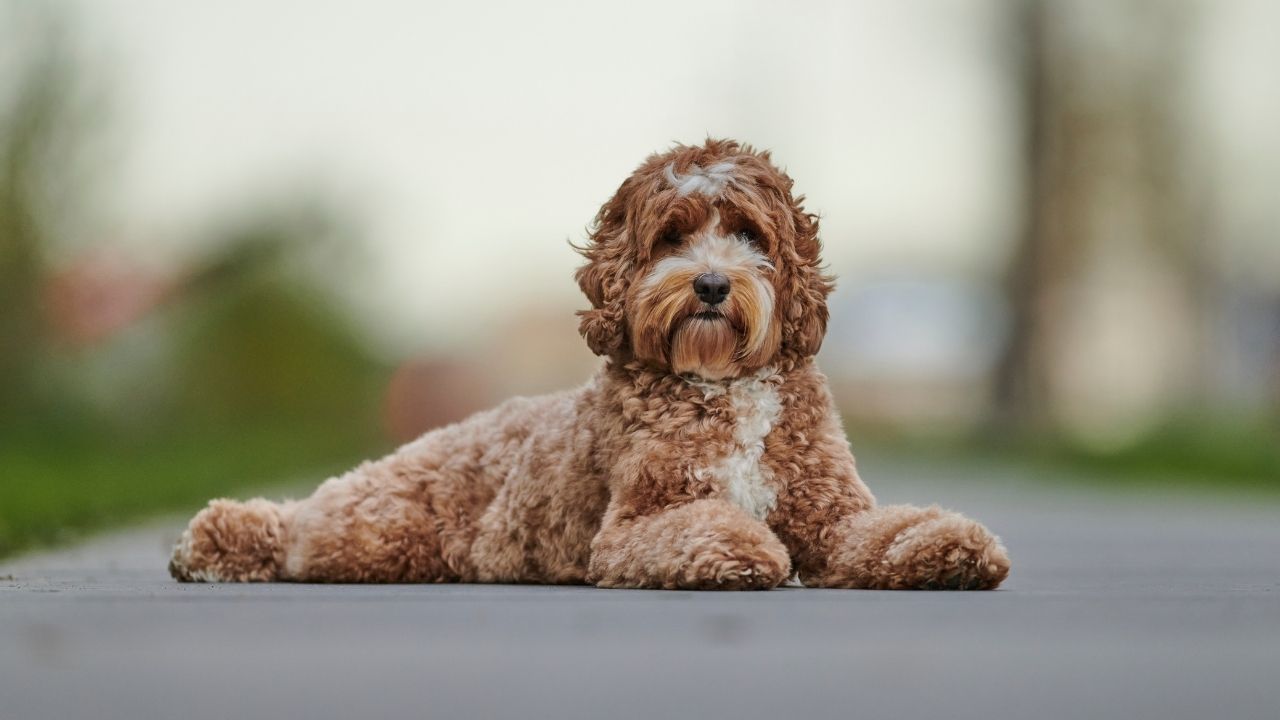 Labradoodle köpek cinsi