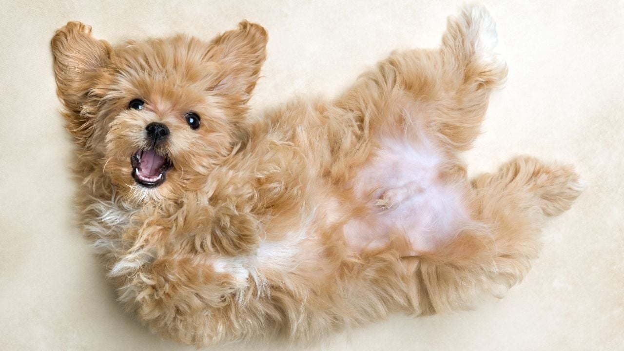 sevimli Maltipoo