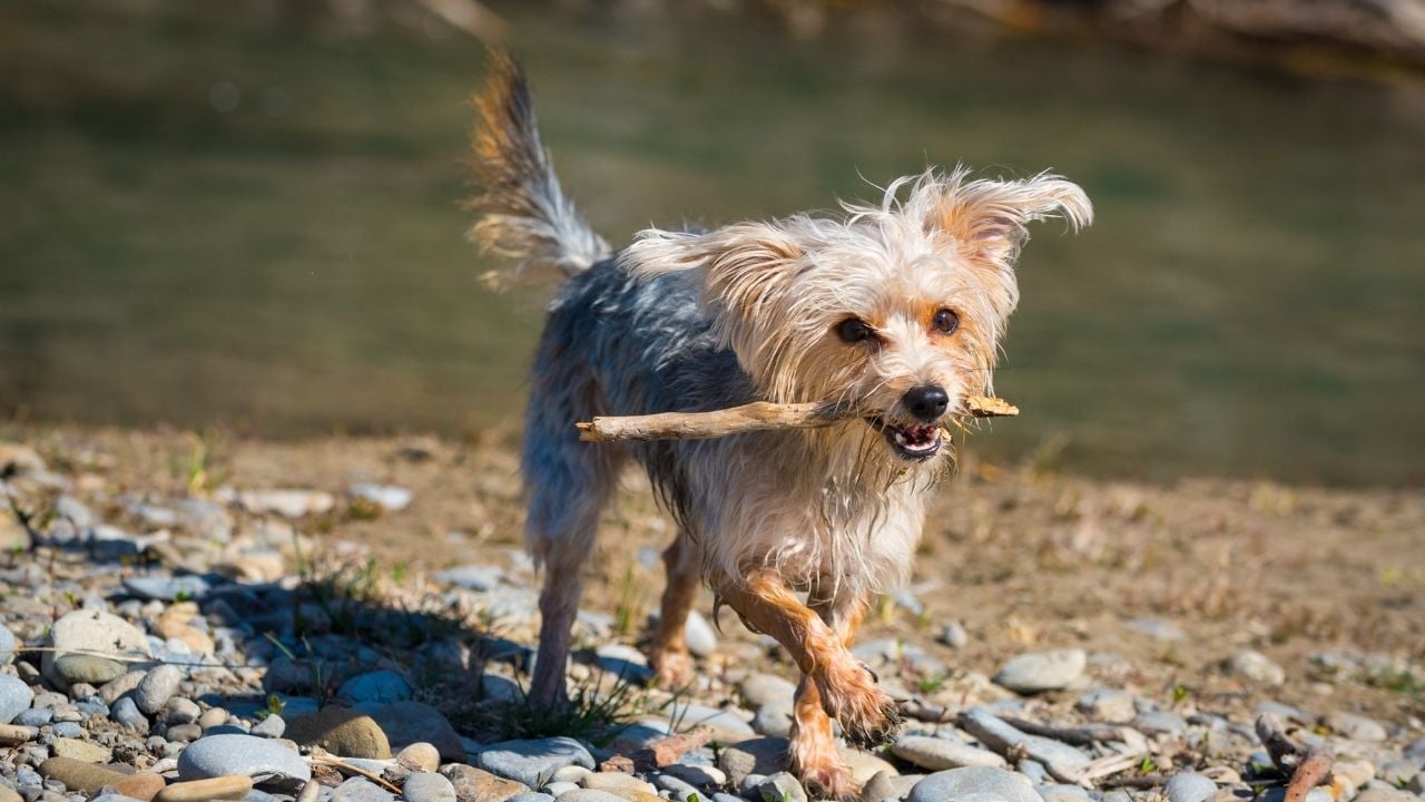 Morkie yürüyor