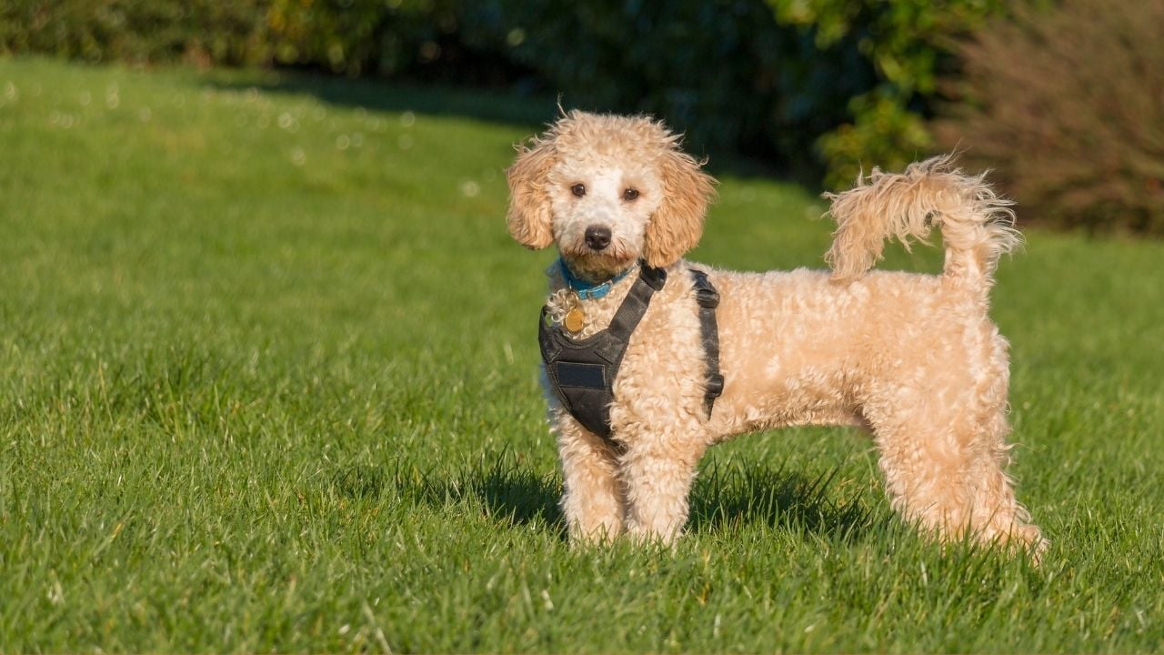Poochon çayırlarda