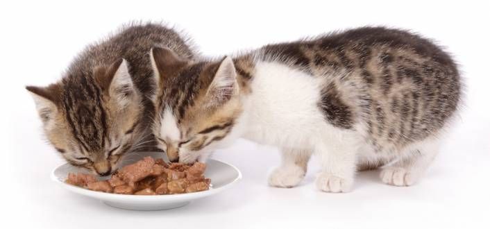Emerging Trends and Consumer Preferences in Cat Wet Food Market Analysis 2025
