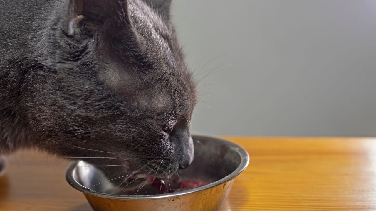 gri kedi ciğer bir şeyler yiyor