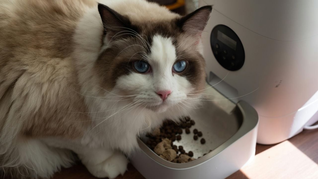 kedi mama ve ciğer yiyor