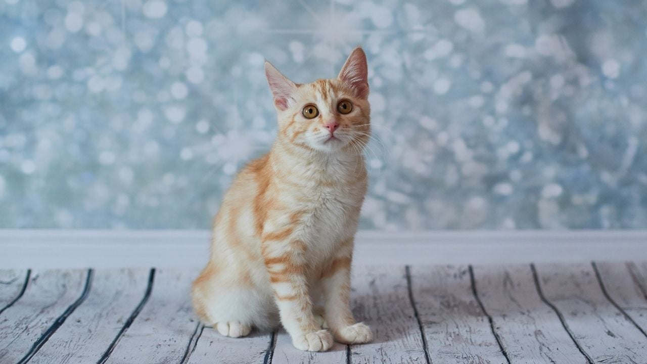 sarı Amerikan Bobtail Kedisi