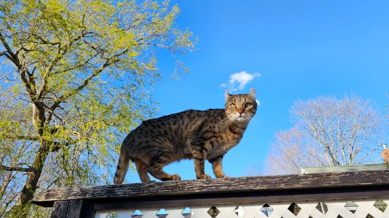 Highlander Kedisi çatıda