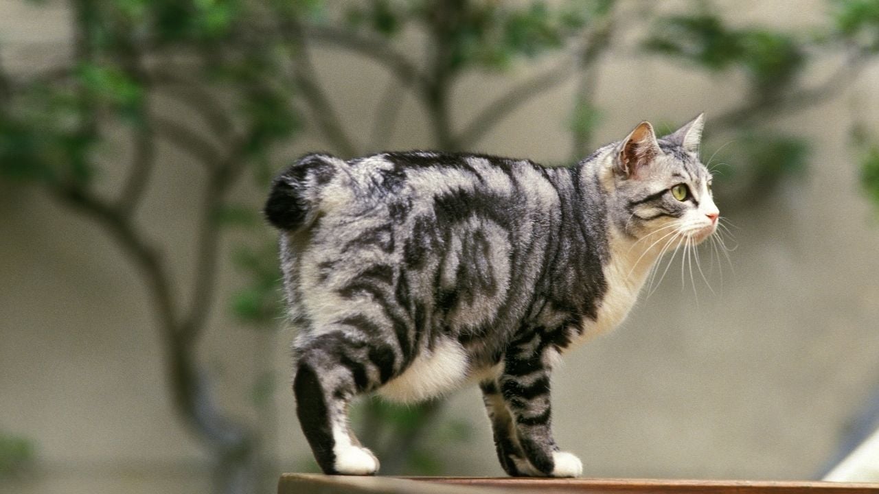 tekir desenli Japanese Bobtail Kedisi