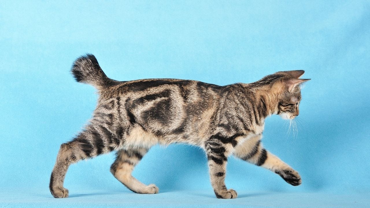çizgili Kurilian Bobtail Kedisi