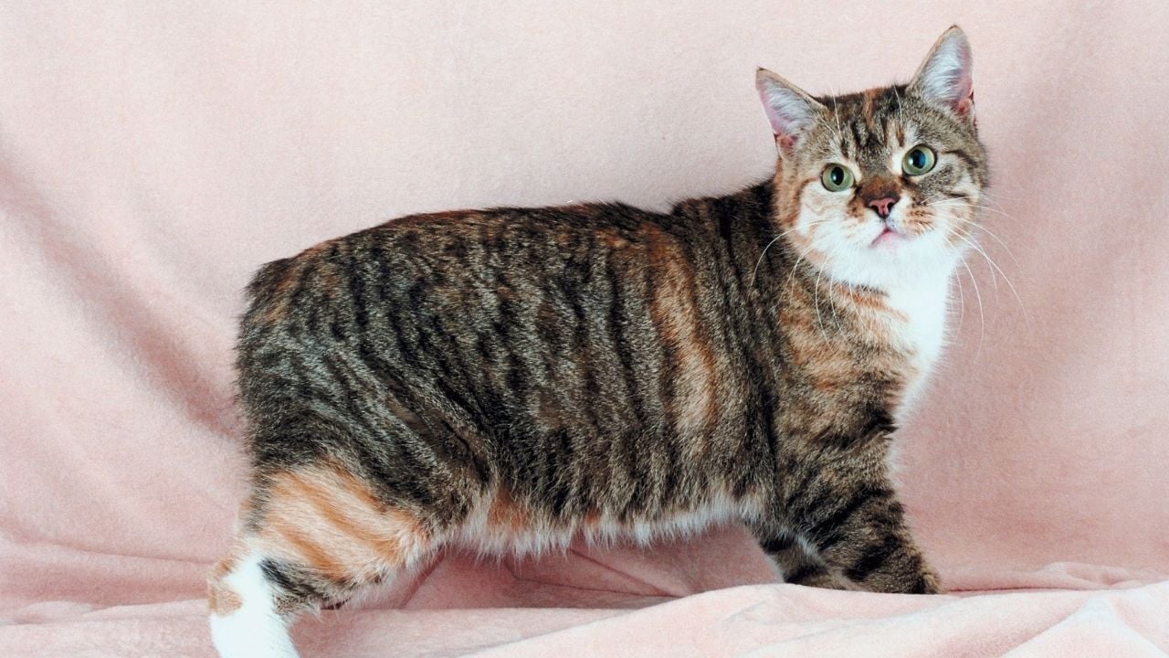 Manx Kedisi
