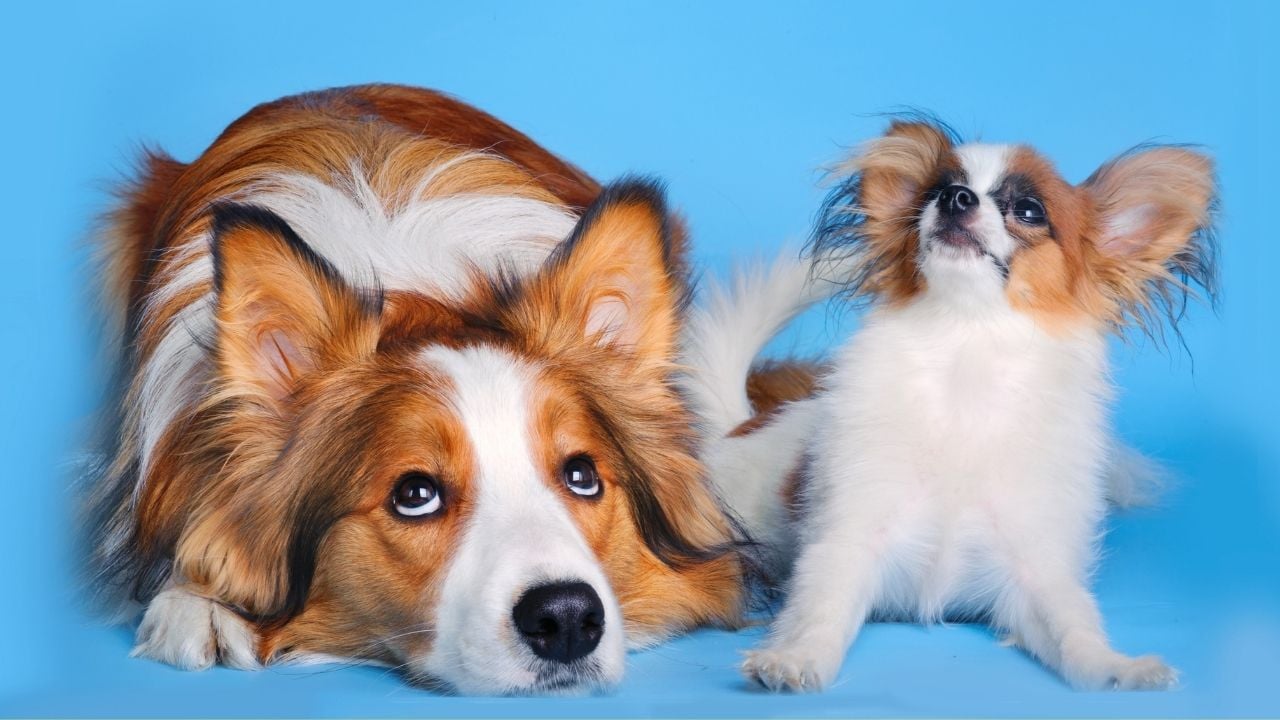 iki farklı ırktan köpek