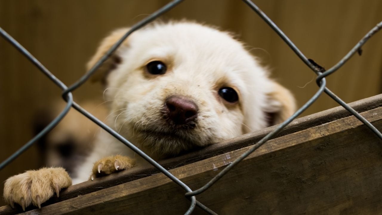 minik köpek tellerin ardında