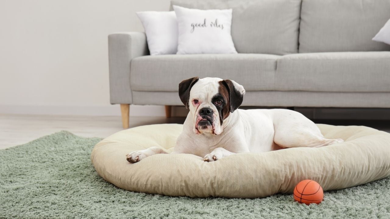 köpek evde yastıkta yatıyor