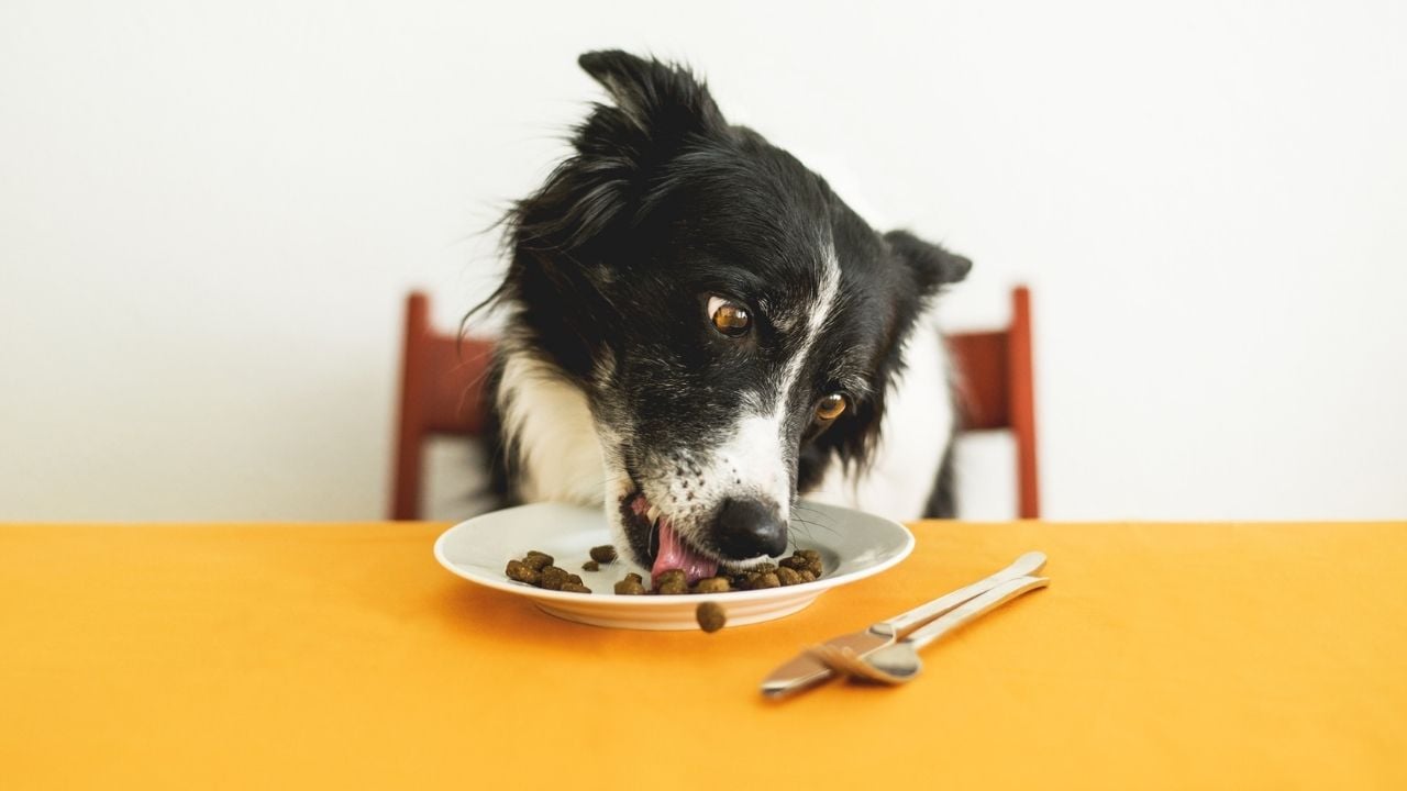 köpek mama yiyor