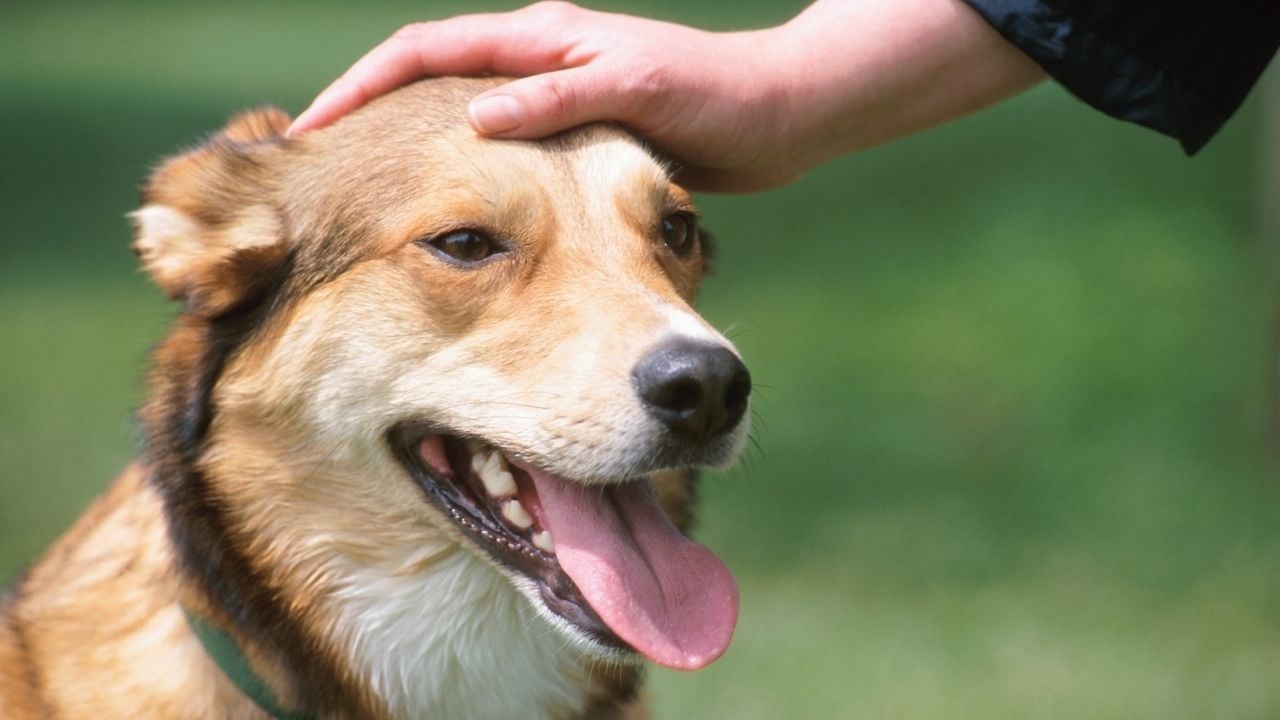 köpek seviliyor