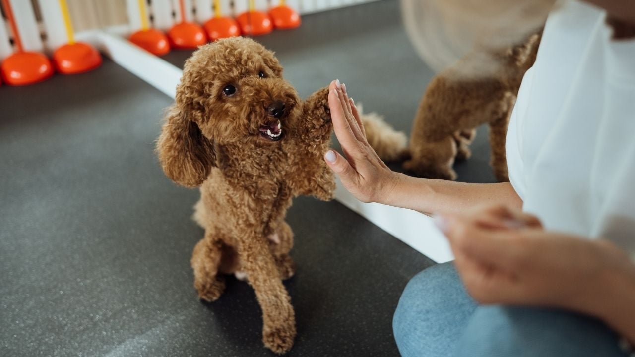 poodle eğitimde
