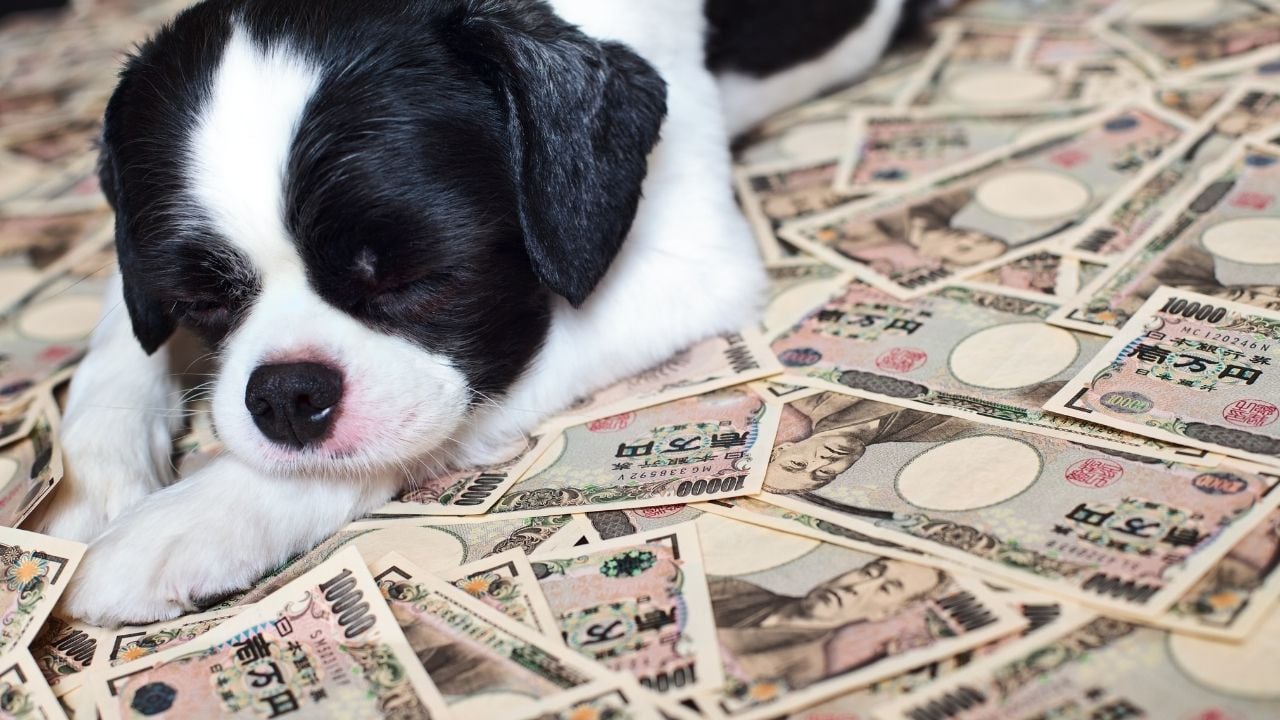 köpek yavrusu paralar üzerinde