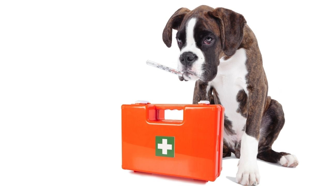 ilk yardım çantalı köpek