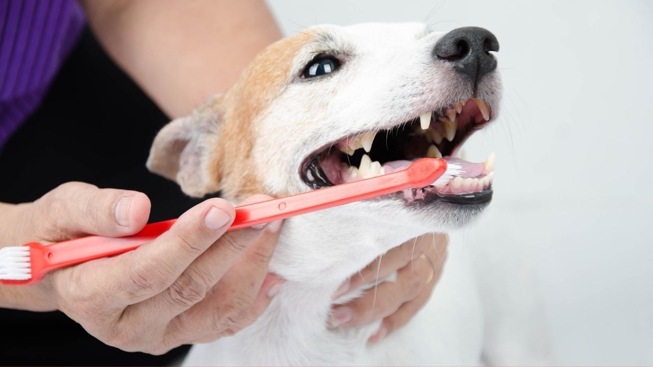 köpeğin dişleri fırçalanıyor