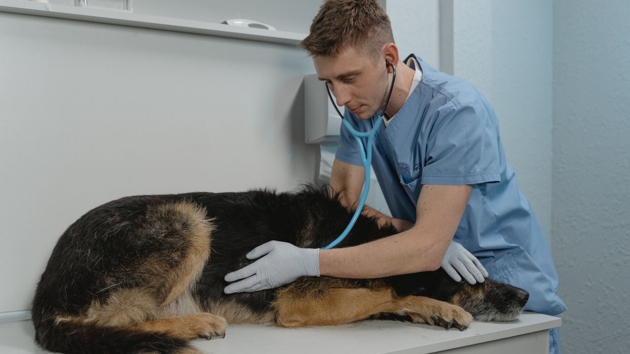 hasta köpek veterinerde