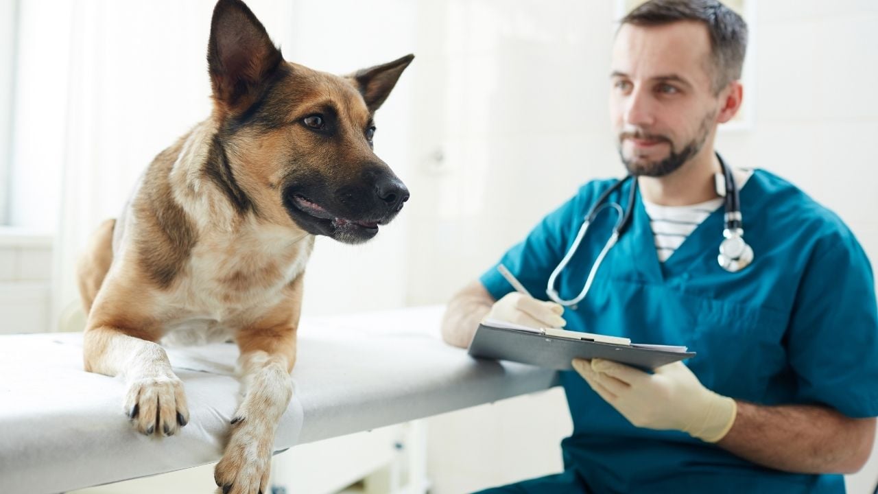 kurt köpeği veterinerde