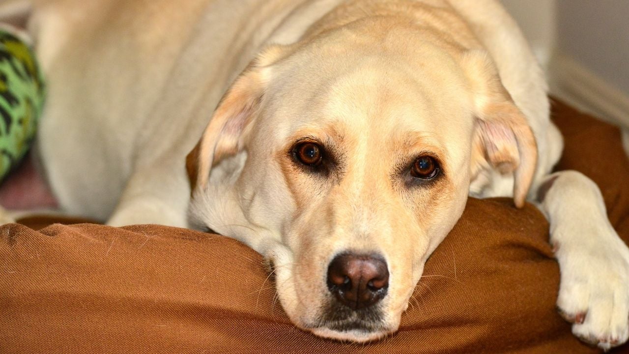 köpek hasta yatıyor