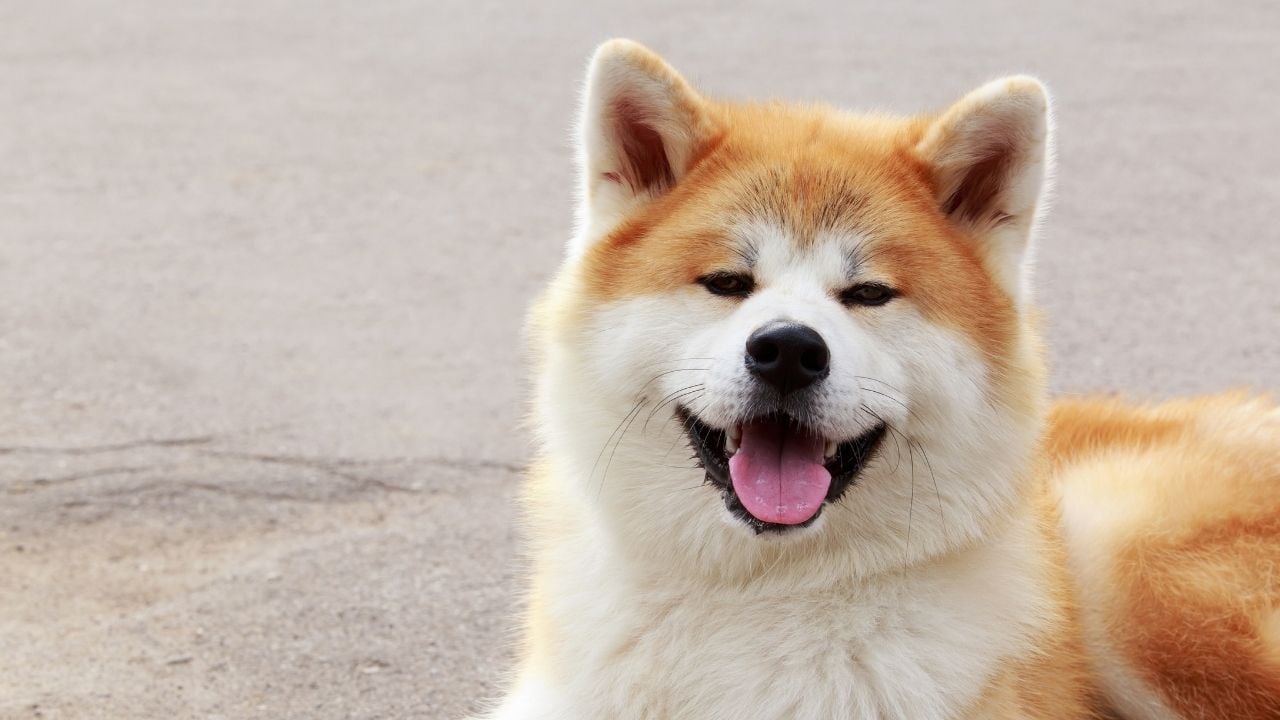 turuncu Akita Köpek