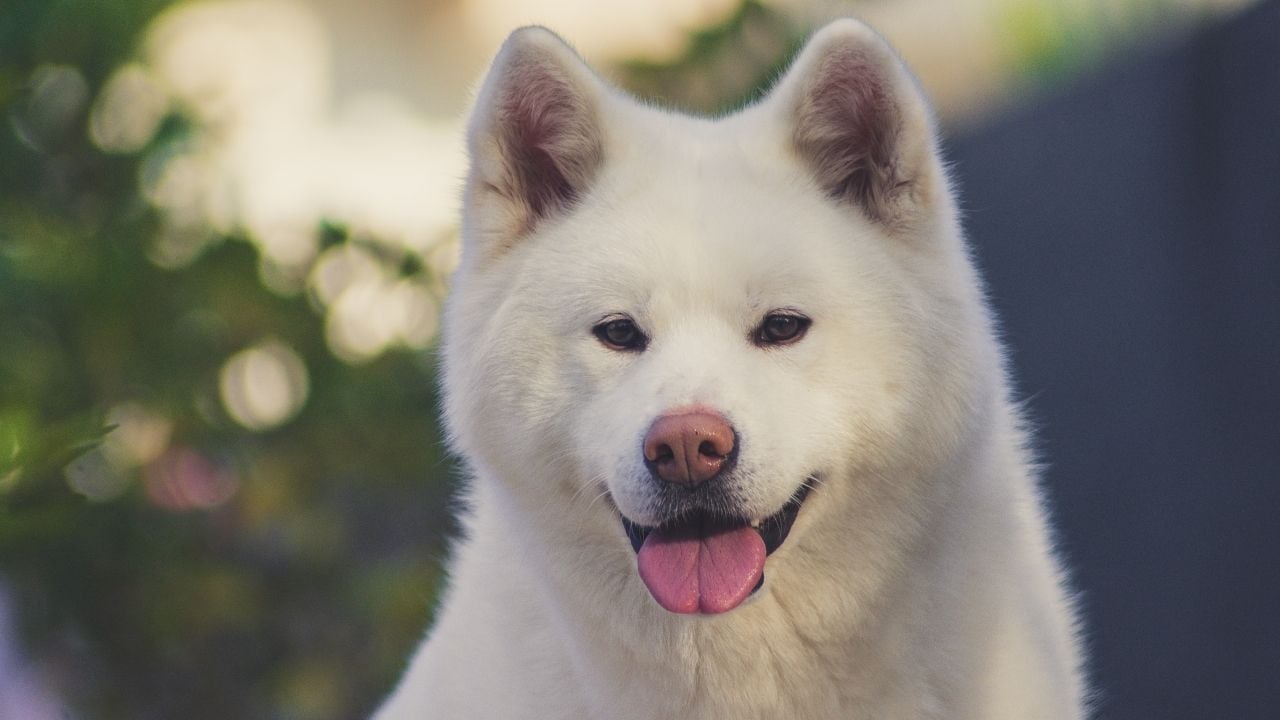 beyaz Akita Köpek