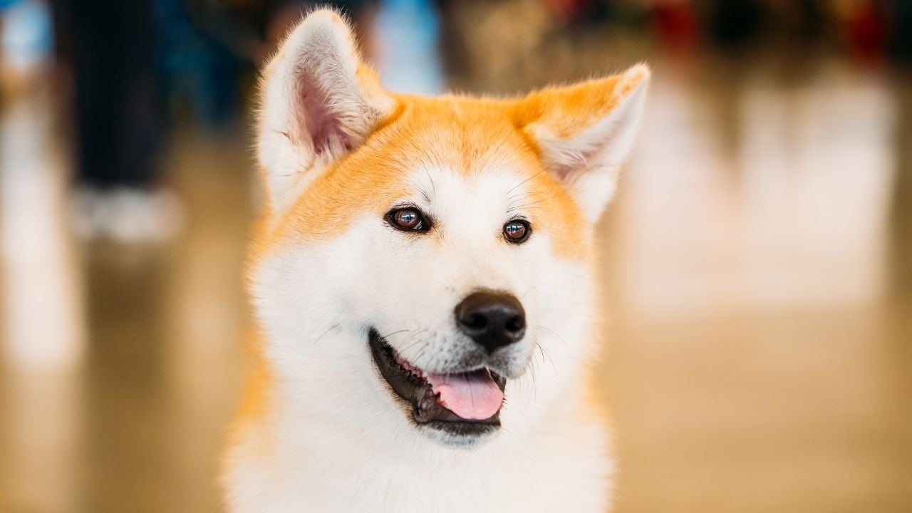 Akita inu Köpek