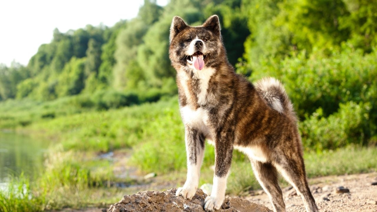 kırçıllı Akita Köpek