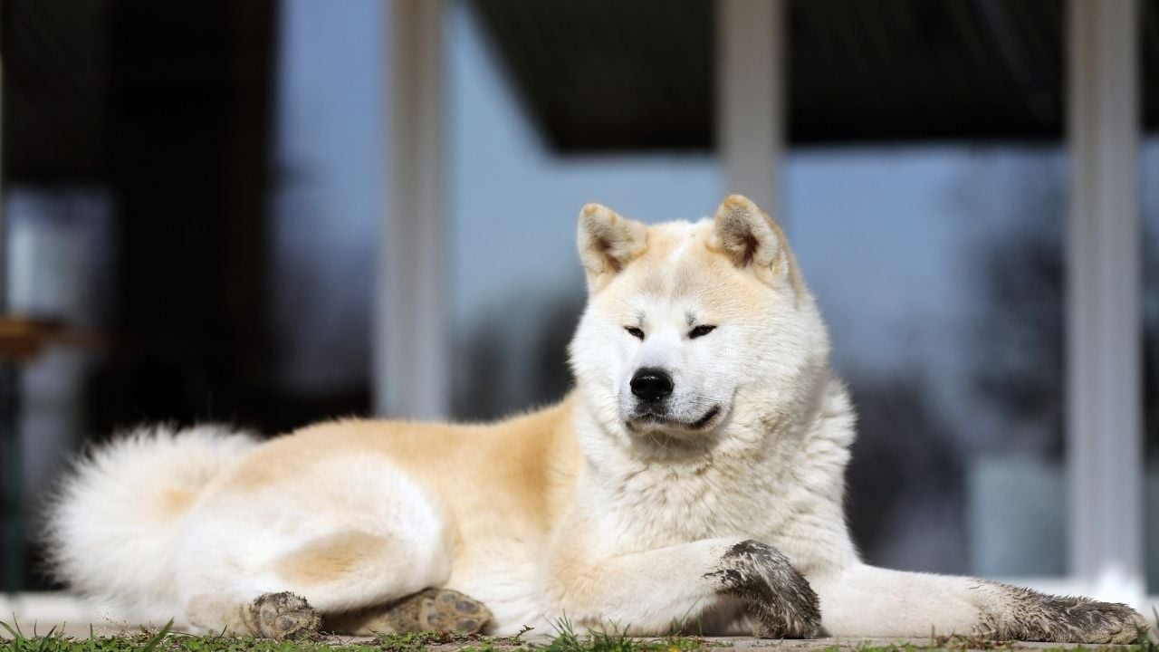yerde yatan Akita Köpek