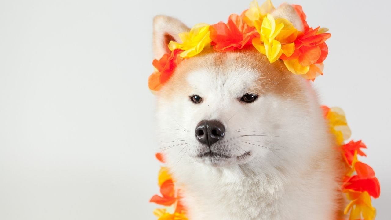 çiçeklerle süslü Akita Köpek