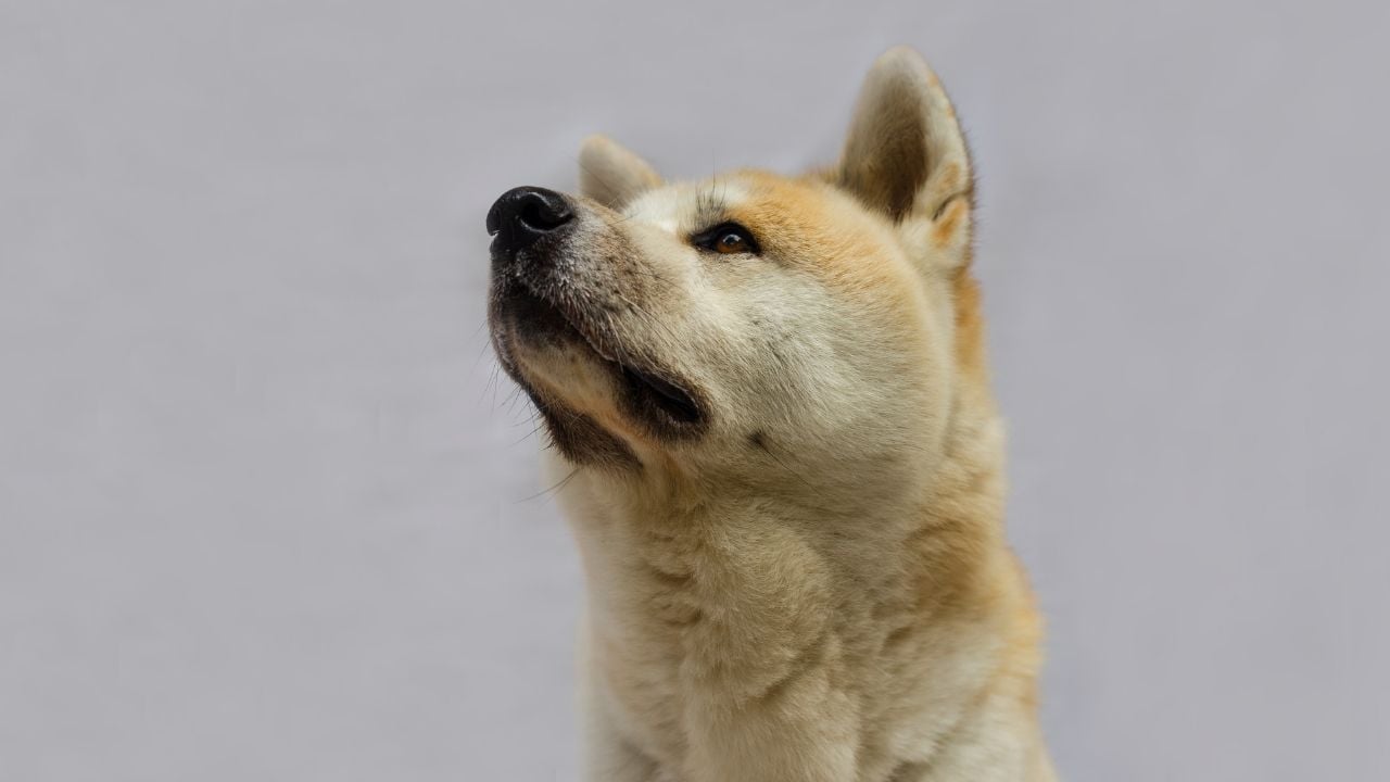 Akita Köpek havaya bakıyor