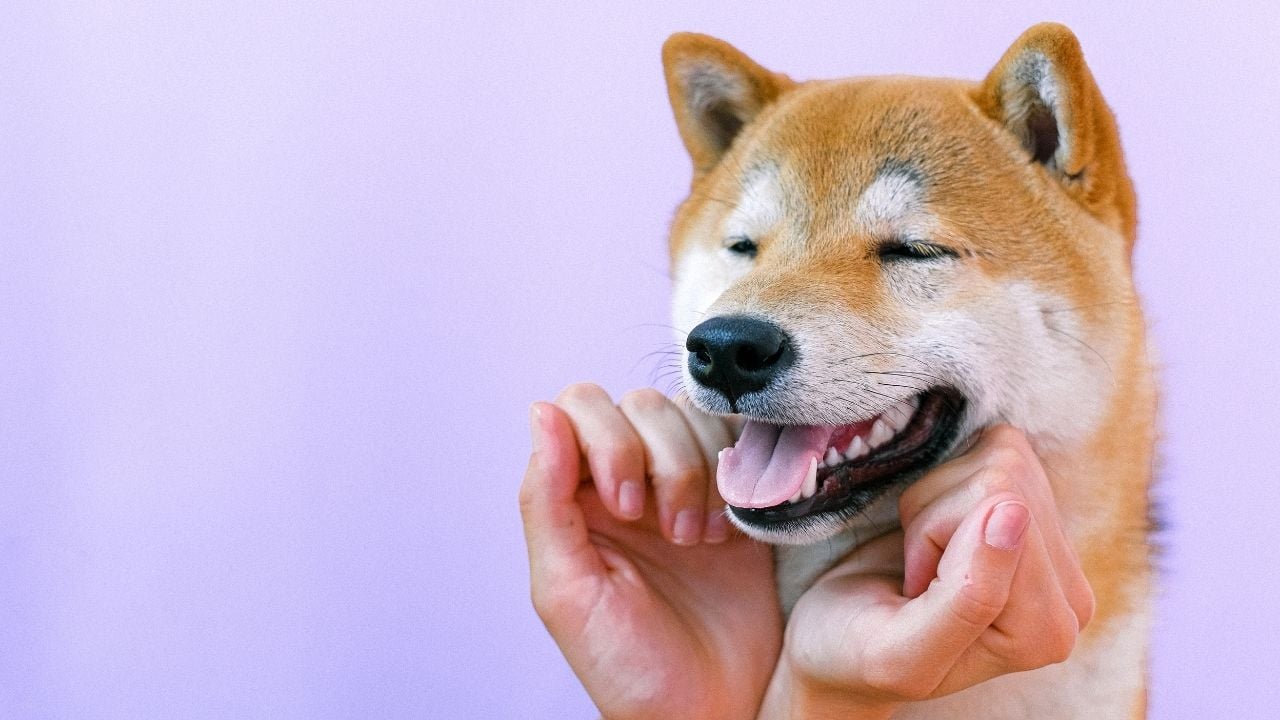 gülümseyen Akita Köpek