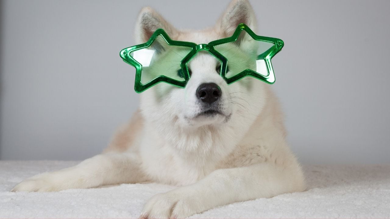 yıldız gözlüklü Akita Köpek