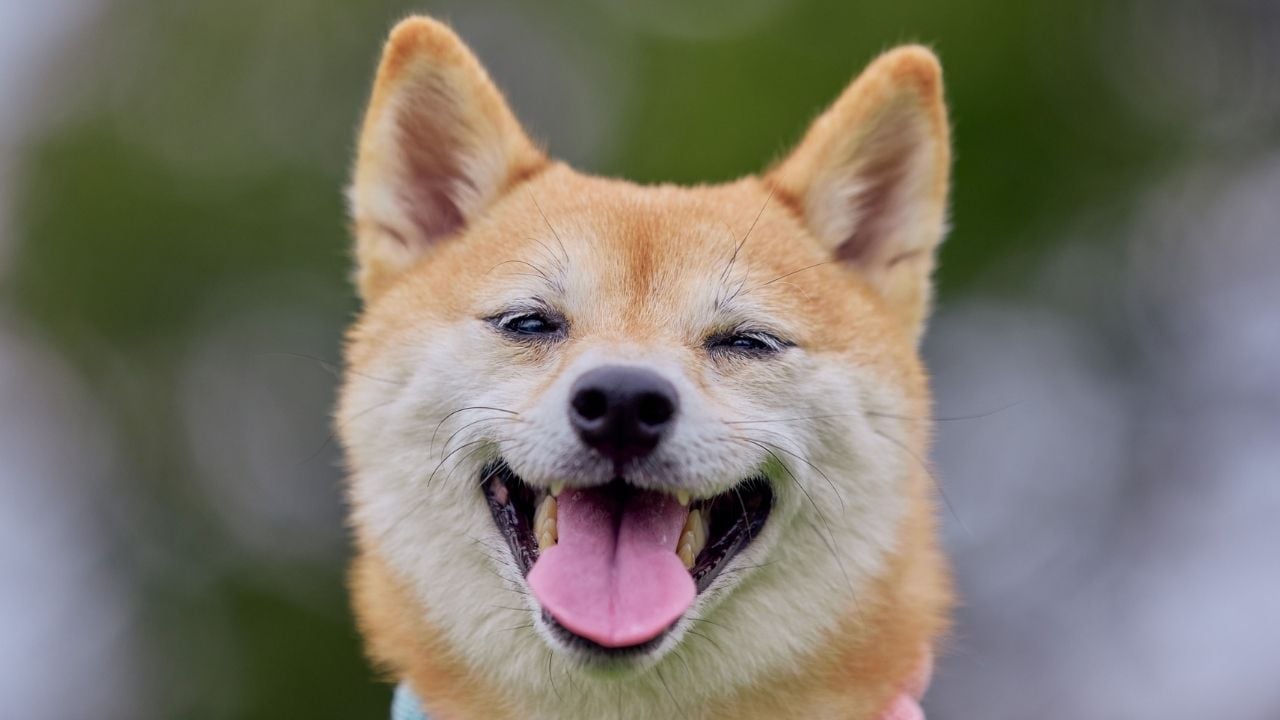 mutlu bir köpek