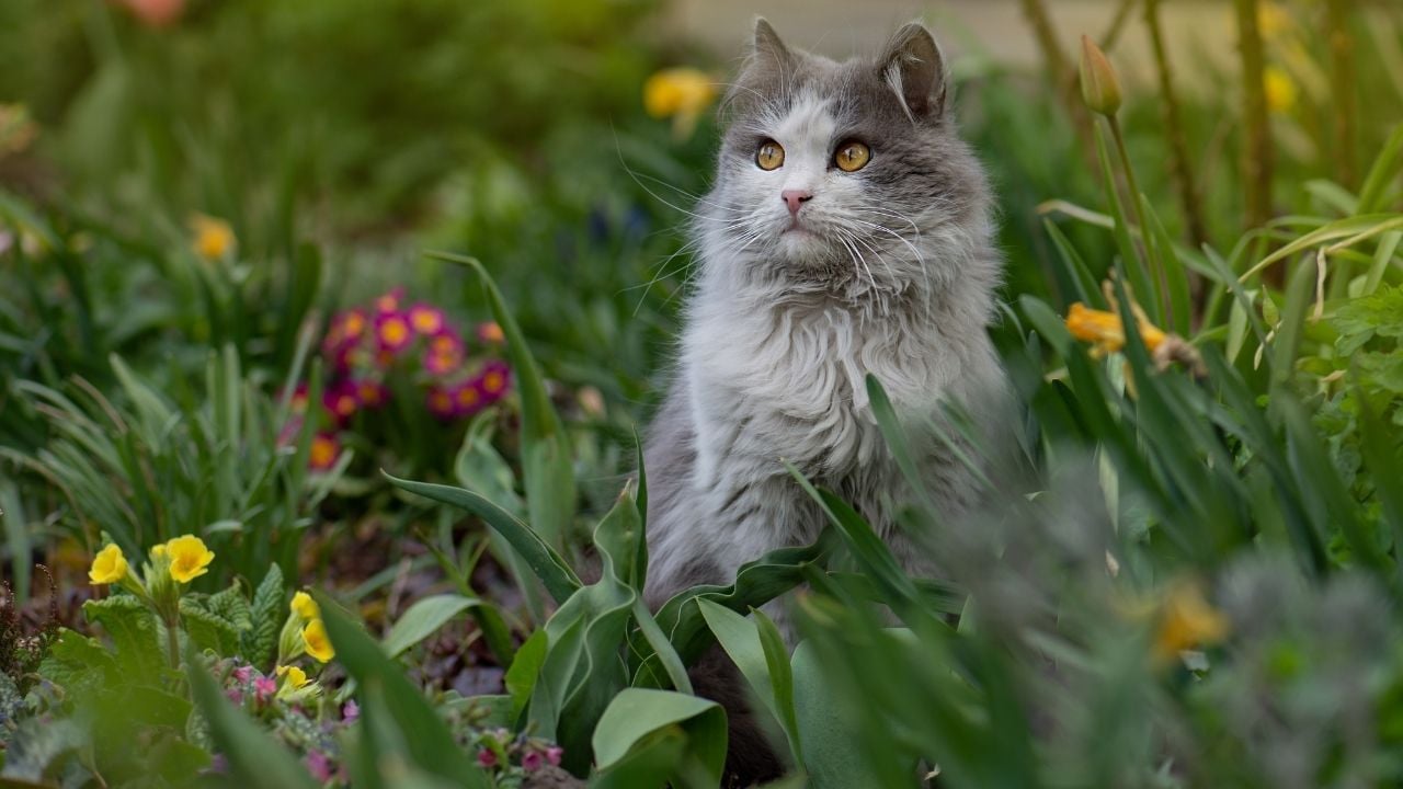 kedi çiçekler içinde